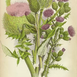 Botanical illustrations Collection: Fine art
