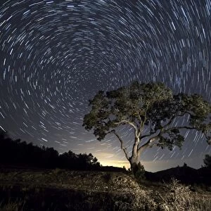 Tree, a night of clear sky with stars in movement