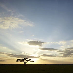 Tree with the sun as backlighting, Serengeti, Tanzania, Africa