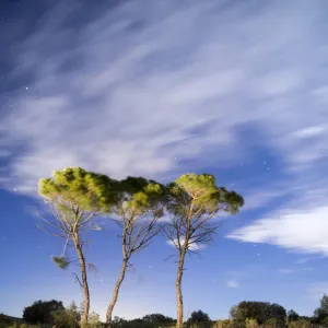 Trees and clouds in movement for the wind