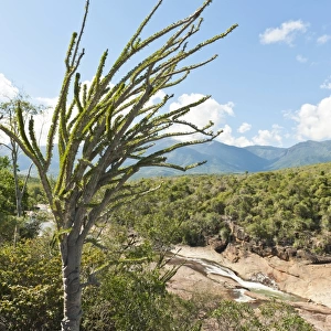 Tropical dry forest landscape with river and rocks, with Madagascan Ocotillo or Alluaudia -Alluaudia procera-, Didiereaceae, Andohahela National Park, near Fort-Dauphin or Tolagnaro, Madagascar