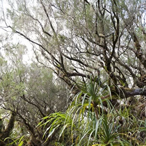 Tropical rainforest, Foret de Belouve, Reunion National Park, near Hell-Bourg, La Reunion, Reunion, France