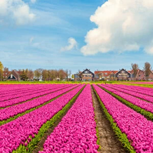 Tulips, windmills and flowers in springtime, northern Amsterdam, Netherlands