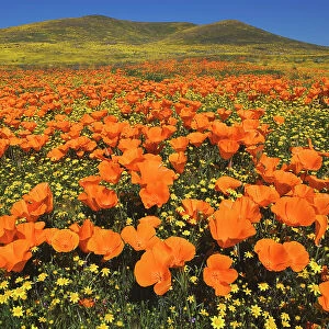 USA, California, Antelope Valley, California golden poppies