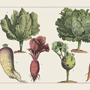 Various plants (cabbage), chromolithograph, published in 1891