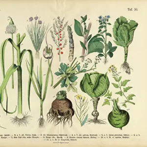 Realistic drawings Collection: Botanical illustrations