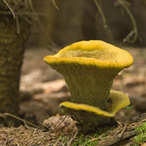 Velvet-top Fungus (Phaeolus schweinitzii)