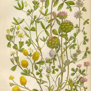 Victorian Botanical Illustration: Trefoil and Clover