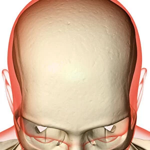 above view, anatomy, bone, bone structure, bone structure of the face, bone structure of the head