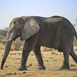 Walking African Elephant -Loxodonta africana-, Etosha National Park, Namibia