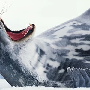 Weddell seal (Leptonychotes weddellii) yawning, close-up