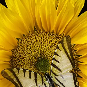 White Butterfly On Sunflower