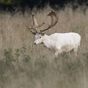 White Fallow Deer -Dama dama-, Copenhagen, Denmark