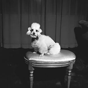 White poodle sitting on stool (B&W)