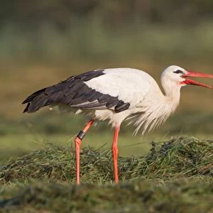 White Stork -Ciconia ciconia- with a captured beetle, North Hesse, Hesse, Germany