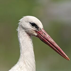 White Stork -Ciconia ciconia-, portrait, Lake Kerkini, Greece, Europe