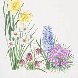 Yellow flowers of Daffodil towering over white flowers of Narcissus, violet, drooping flowerheads of Fritillary, blue flowerheads of Hyacinth and upward-facing purple petals of Cerise Crocus