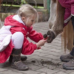 Young girl cleaning the hooves of a pony