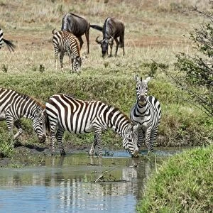 Zebras -Equus quagga-, Msai Mara National Reserve, Serengeti, Rift Valley Province, Kenya