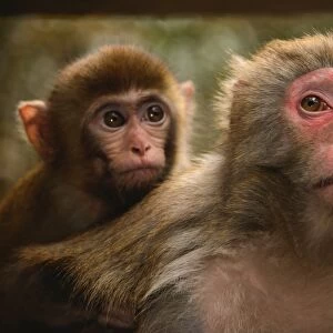 Zhangjiajie monkeys