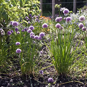 Chive plants in flower around edge of herb garden. credit: Marie-Louise Avery /