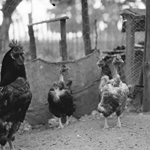 Churkeys, Southfleet. 1937 Transylvanian Naked Neck Chickens