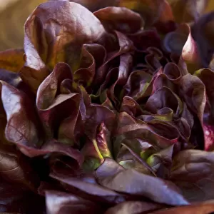 Dark red whole lettuce in wooden bowl credit: Marie-Louise Avery / thePictureKitchen