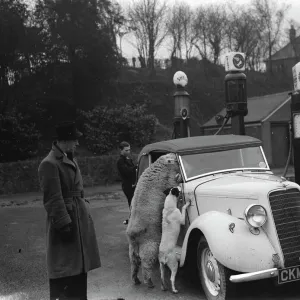 A ewe with her dog friend climb in the window of a sports car in West Malling. 1937