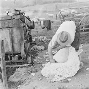 A farmer hand shears a sheep. 1939