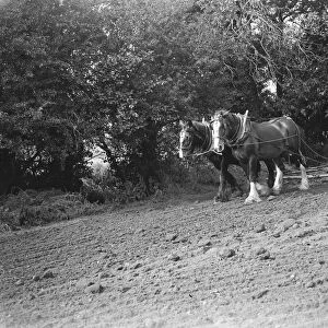 A farmer and his team of horses harrow a field. 1935
