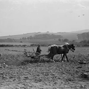 Farmers potato spinning in Farningham, Kent. 1936