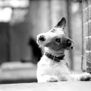 Fox terrier, Jock, looks wistful. 1945