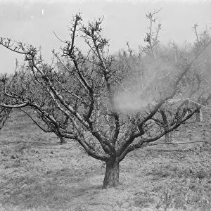 A man is spraying lime sulpher on the fruit trees of an orchard in Birchwood, Kent