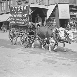 An ox drawn cart at Banbury 28 March 1923