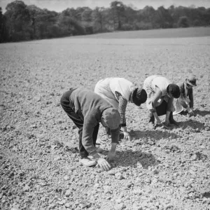 Preserving strawberry plants from drought. 1938