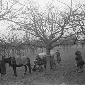 Spraying fruit trees. 1935