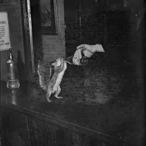 A tame squirrel is given a drink. 1939