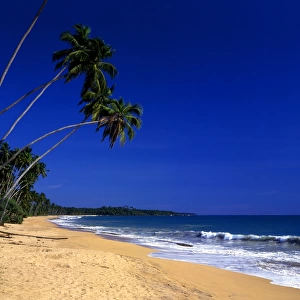 Tropical beauty. Sri Lanka. Welligama Beach