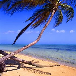 Tropical Islands: West Indies. Tobago. [5]