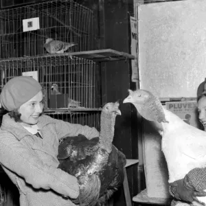 Turkey time at the Chislehurst Show, Kent. 8 November 1934