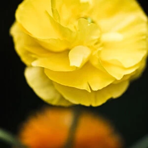 Yellow ranunculus flower against dark background credit: Marie-Louise Avery / thePictureKitchen