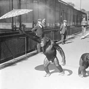 Zoo chimps decide position of a parasol! The hot weather resulted in an argument