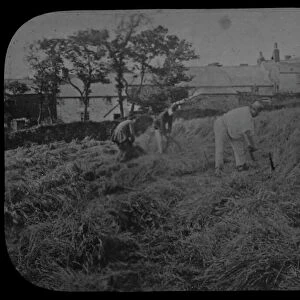 Agriculture Framed Print Collection: Redruth