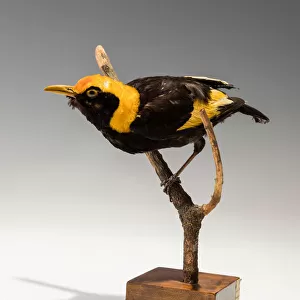 Bowerbirds Collection: Golden Bowerbird
