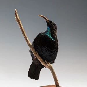 Birds Of Paradise Collection: Paradise Riflebird
