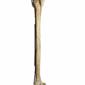 South Island Giant Moa (Dinornis robustus) Right Leg, Castle Hill Station, Canterbury, South Island, New Zealand