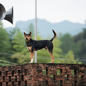 China-School-Dog