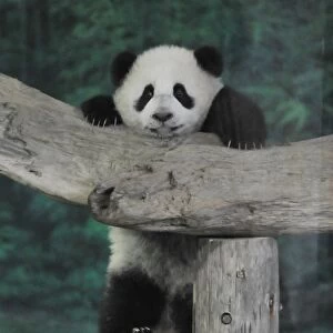 Panda Yuan Zai Public Debut Taipei City Zoo