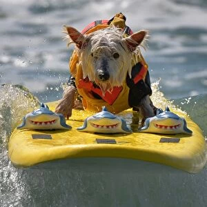 Us-Animal-Surf-Dog