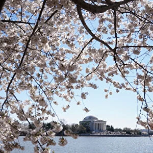 Washingtons famed cherry trees expected to reach peak blossom